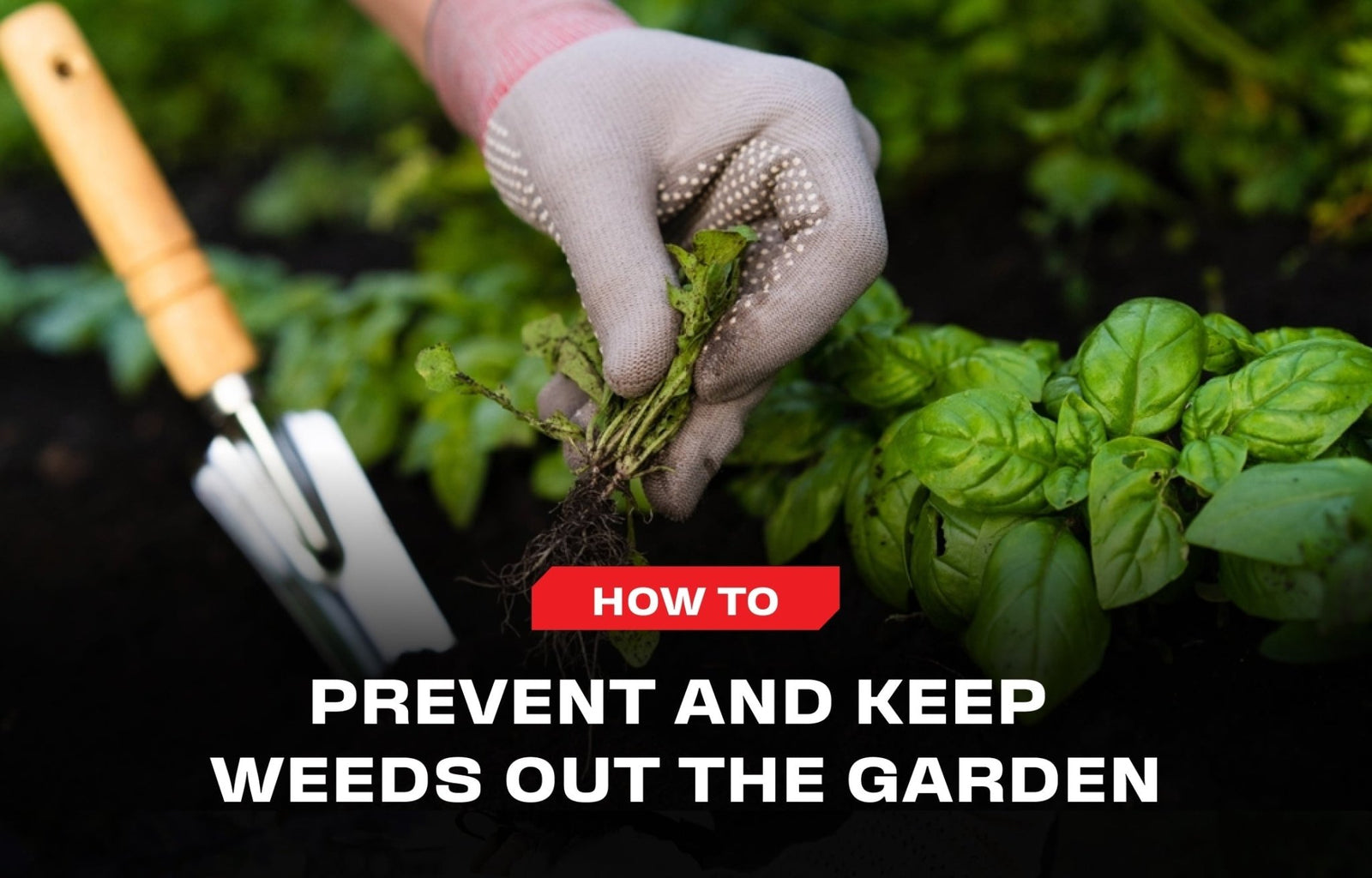 How To Prevent and Keep Weeds Out Of The Garden - NoCry